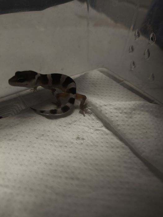 Продам эублифаров малышей