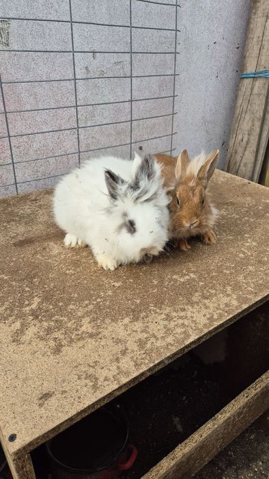 Iepurite  cap de leu