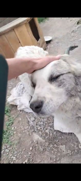 Собака  бесплатно