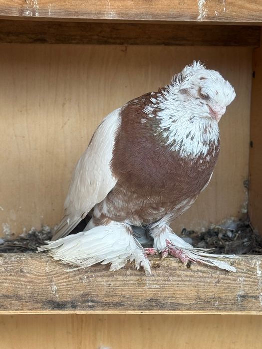 Chinni zotlik kabutar
