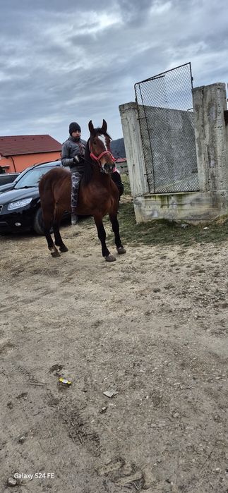 Vand armasar de 3 ani