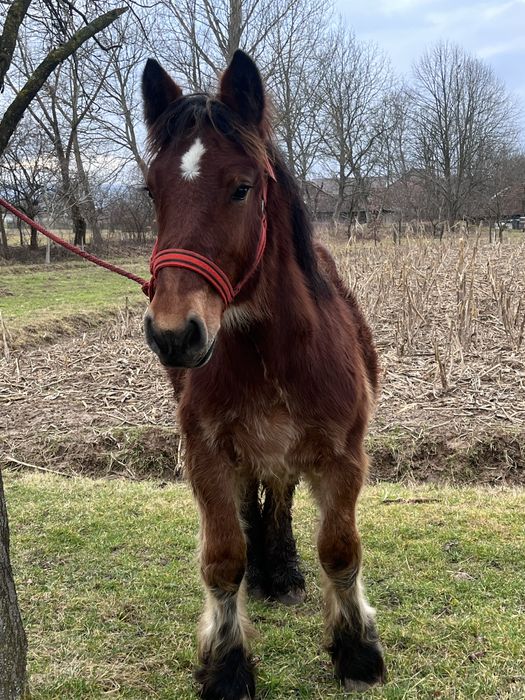 Manz ardenez  de vanzare