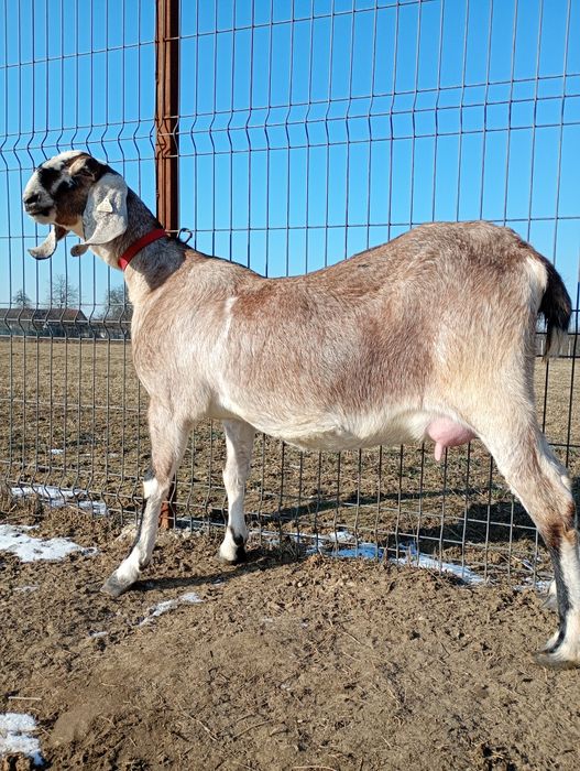 Anglonubiana cu pedigree, Linie Germania.