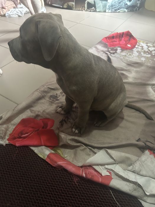 Продам щенка амстаффа