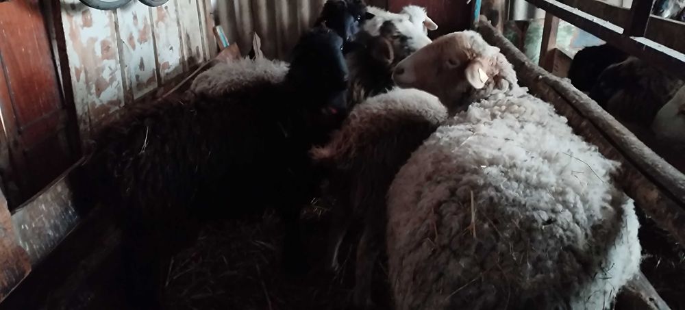 Продам жирных баранов