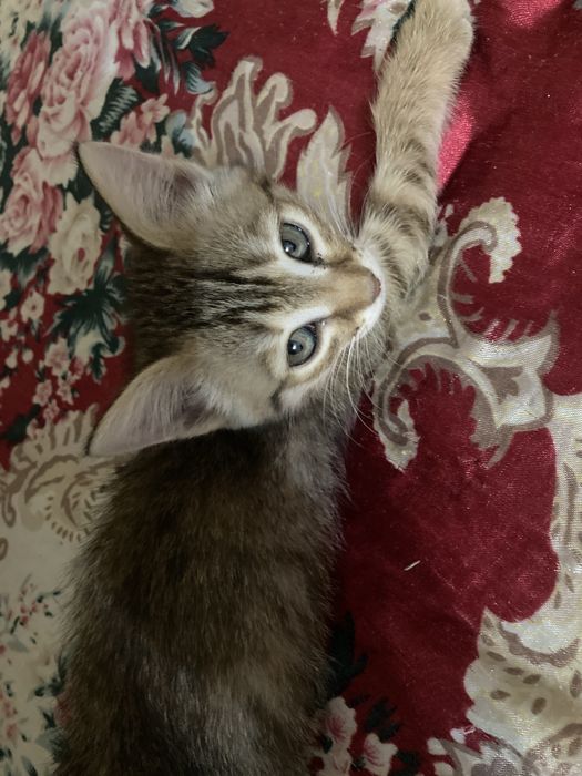 отдам катенка девочку, приучина все кушает