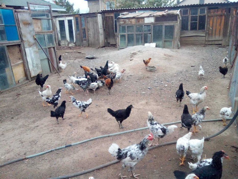 Продам кур домашних