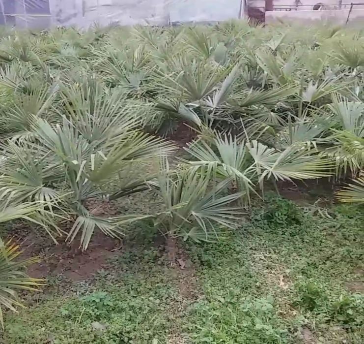 Палма кучатлар бор