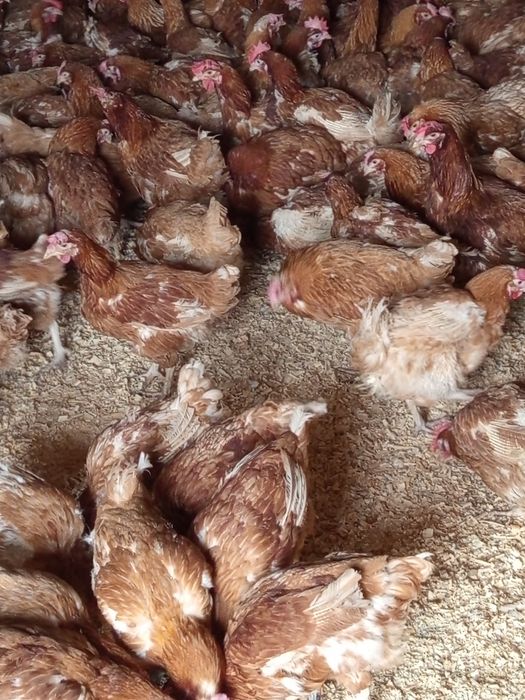 Продам курей 4500