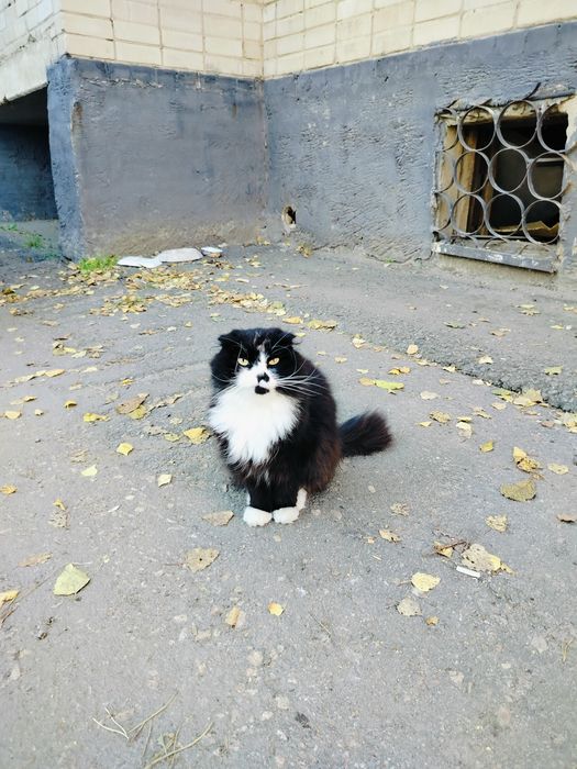 Очень красивый шотландец