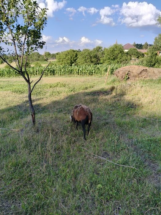 Vand 3oi si un berbec camerun, sau schimb cu anglo nubian