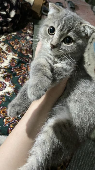 Продается котенок