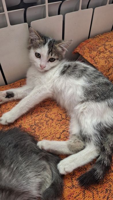 Котята  отдам $$