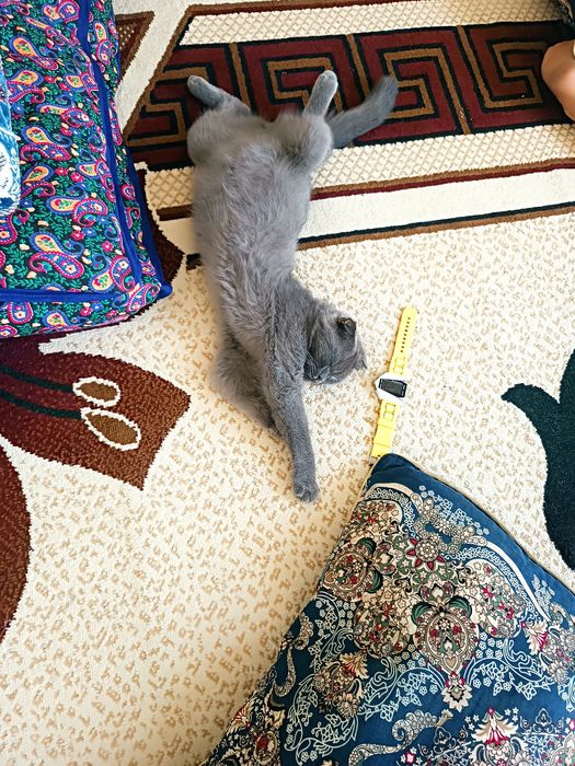 Mushuk sotiladi parodali