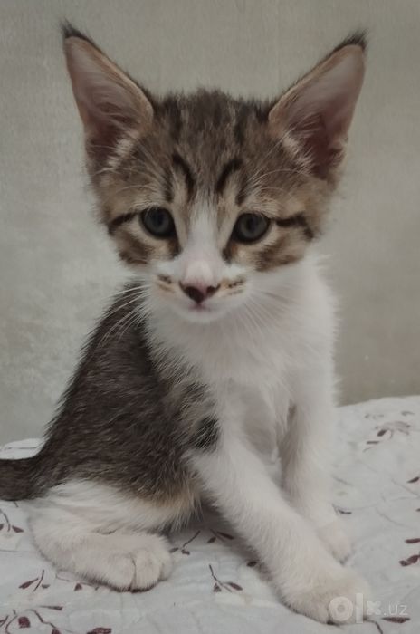 Котёнок домашний.