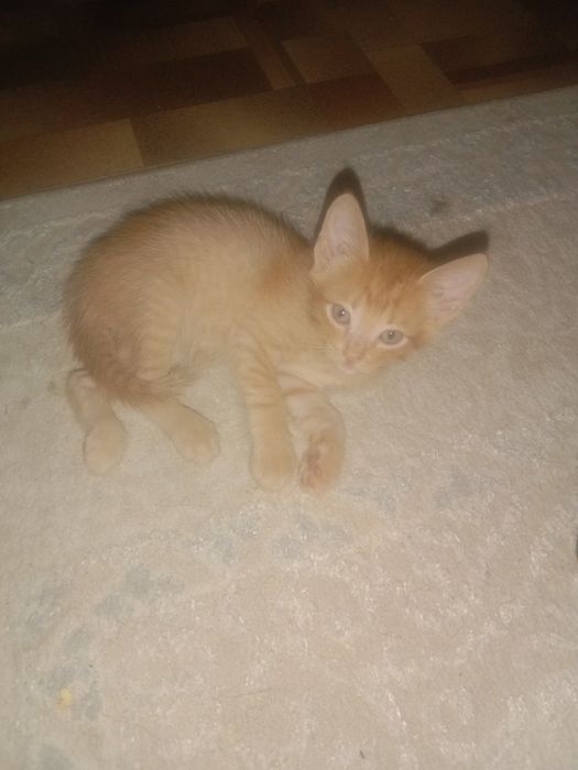 Отдам котят в хорошие руки