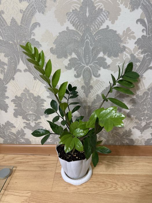 Замиокулькас Долларовое дерево