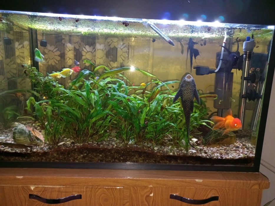 Аквариум с рыбками и растениями