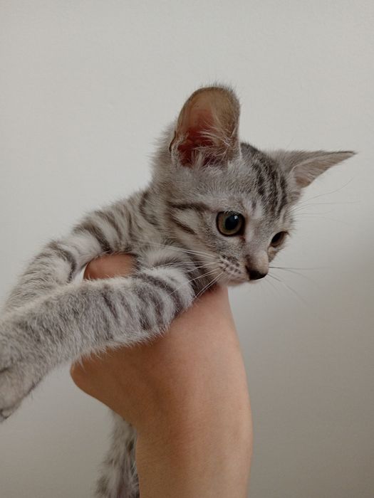 продаётся котенок