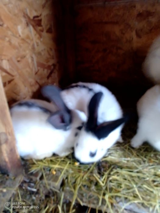 Se vinde iepuroaice cu pui