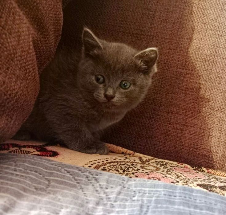 Сына-сыночек и Три лапочки дочки :-)