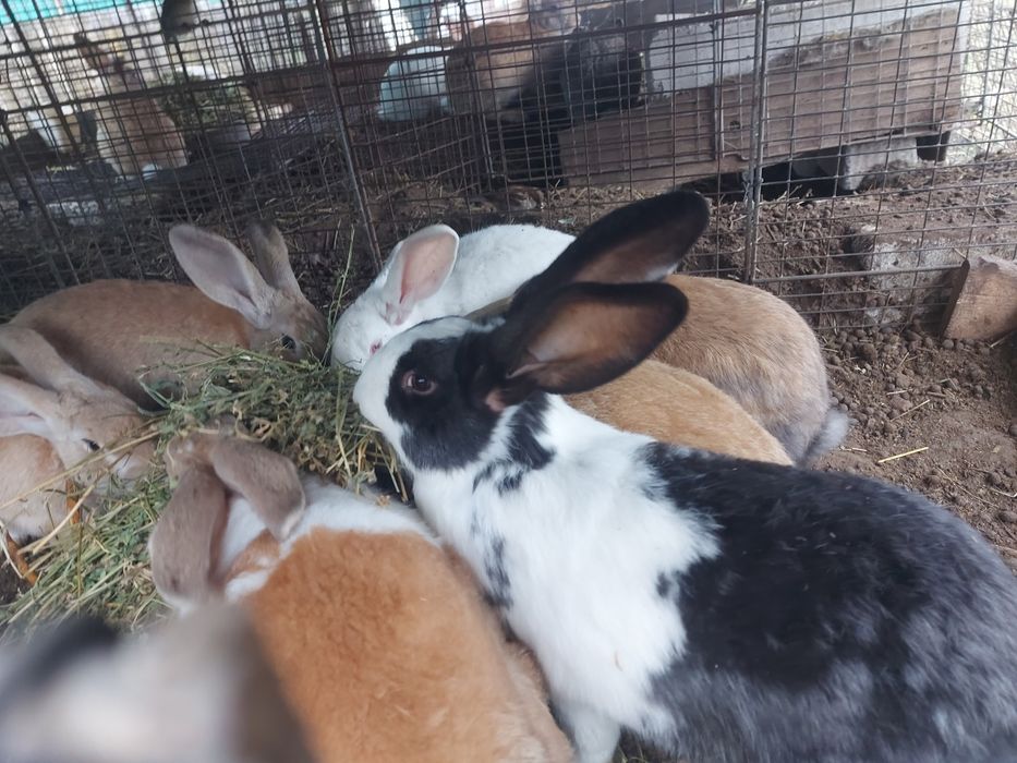 Iepuroi,  8 luni , 100 lei/buc