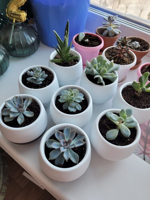 Продам комнатные растения