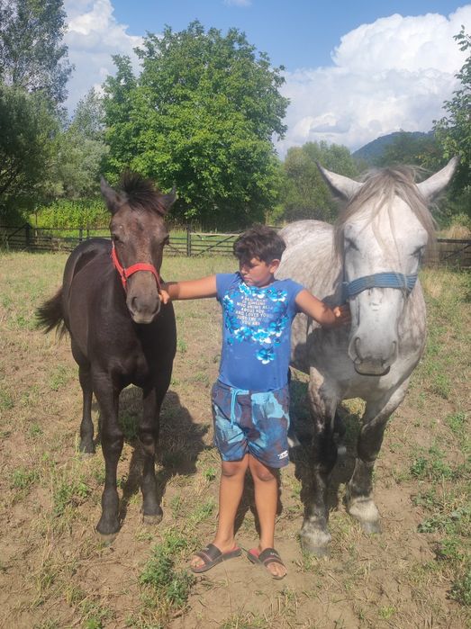 Vand iapa  de 5 pe 6 ani cu manza de 5 luni preț in privat