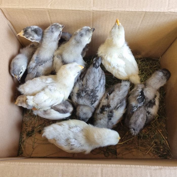Pui de găină australorp