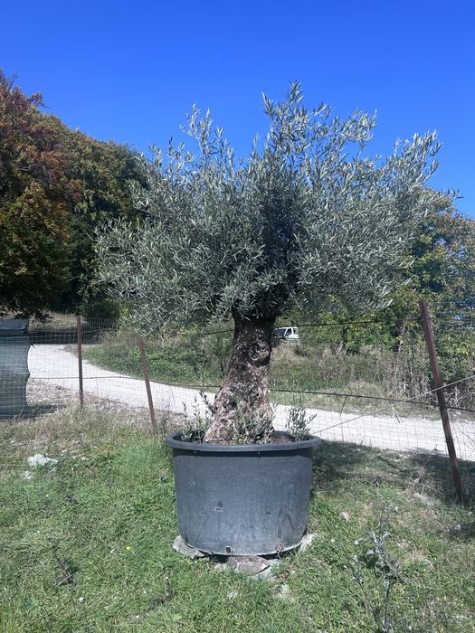 Maslini de vanzare