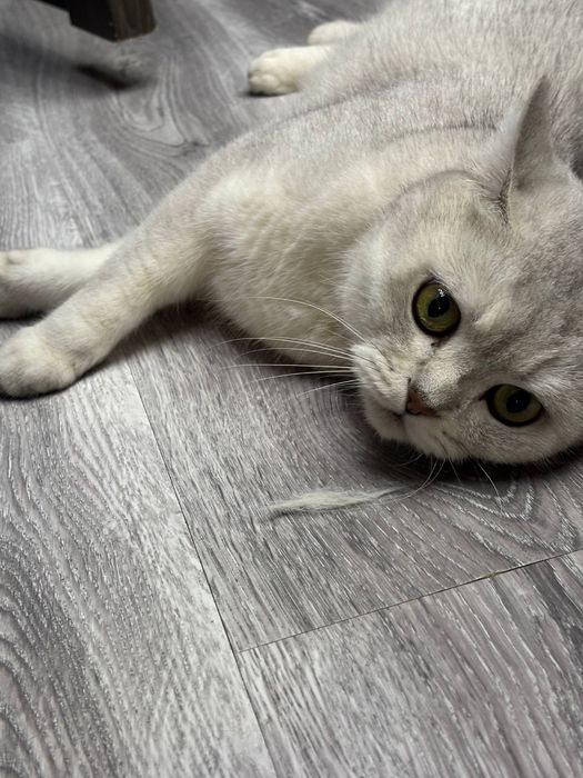 Няня для кошек с выездом на дом. Уход за котиком без стресса