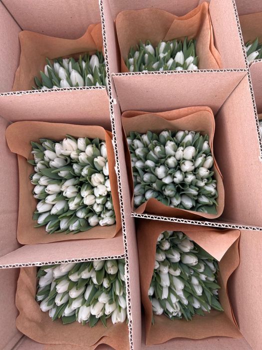 Тюльпаны свежие и хрустящие