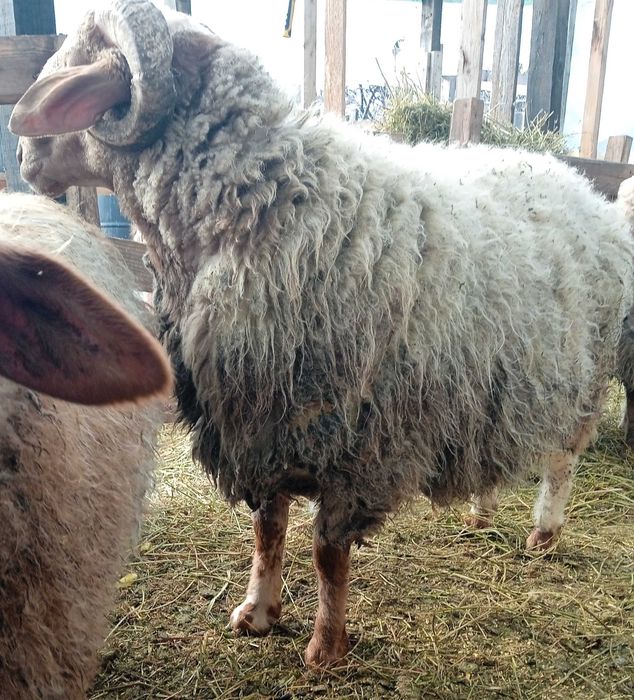 Berbec awassi avas pentru prăsilă