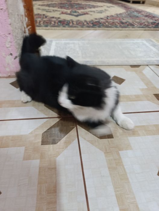 Кошка самка отдам даром