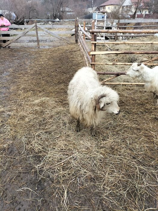 De vânzare oi cu mieii