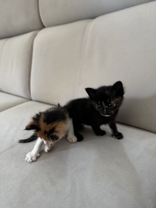 кошкаа шотландский