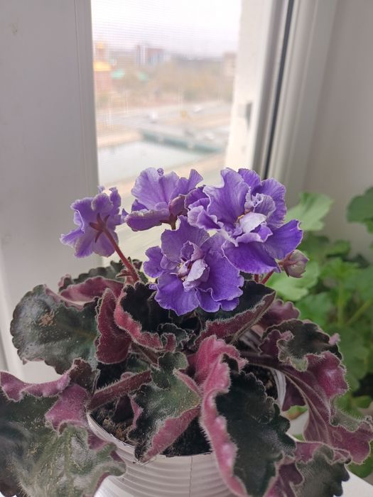 Продам сортовые фиалки