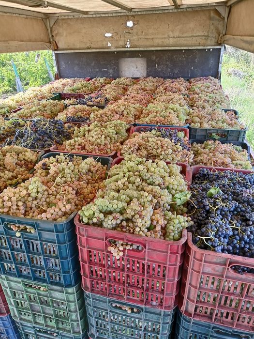 Vând struguri de vin