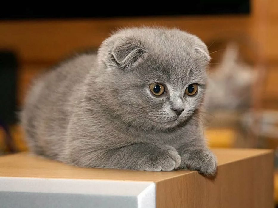 Котенок шатланка