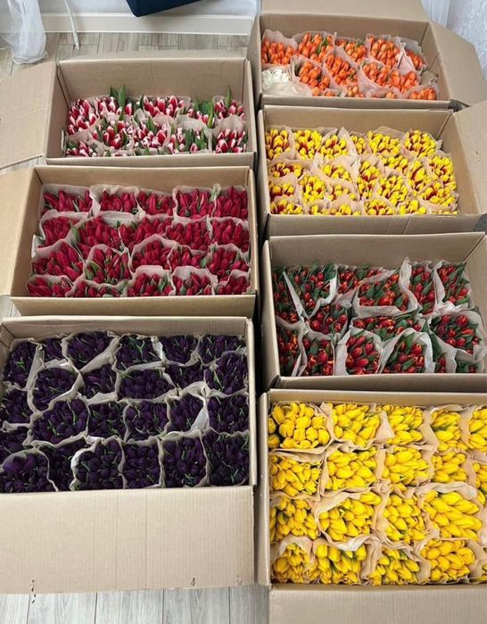 Тюльпаны крупные оптом