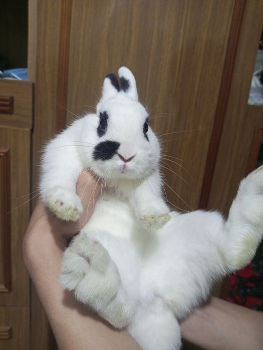 Quyon sotiladi karlik hotot