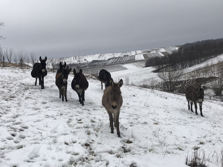 Măgărite cu pui si gestante