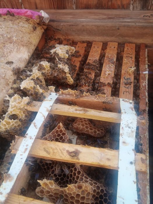 Асалари оиласи сотилади