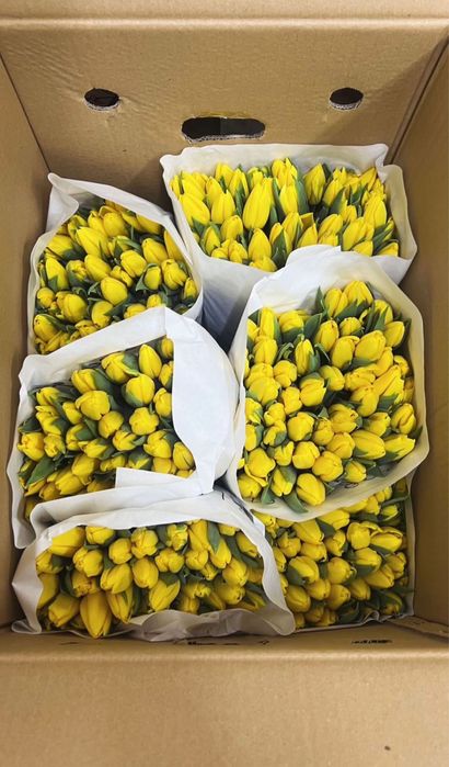 Тюльпаны цветы 8 марта