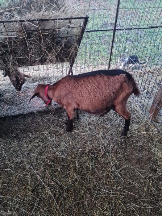 Vand iada alpina franceze