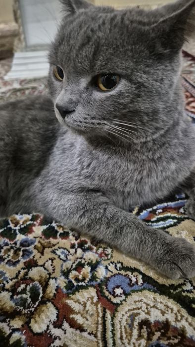 Мушук  сотилади!