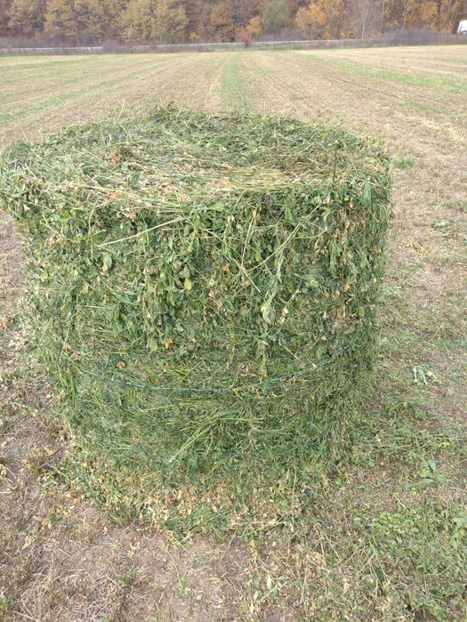 Baloți de lucernă ecologică infoliati recolta 2025