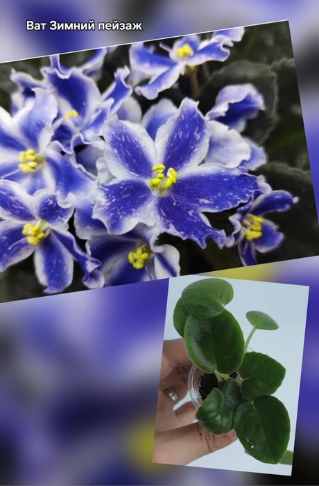 Продам детки фиалок разных