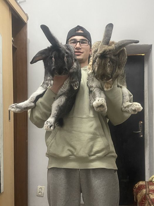 Продам кроликов(самцы)