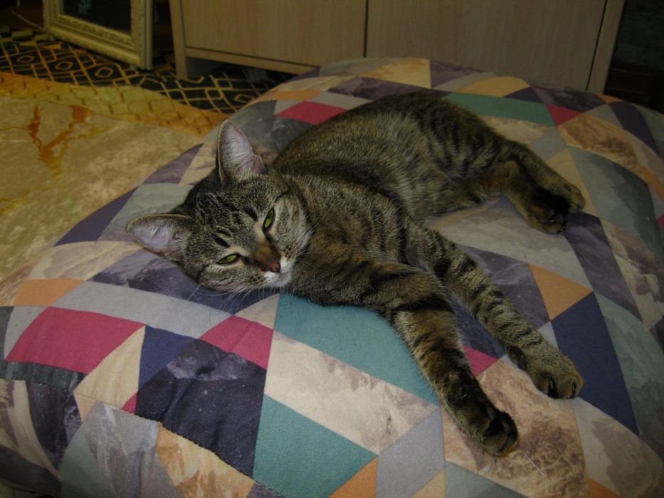 Актау! Кошка в добрые руки!